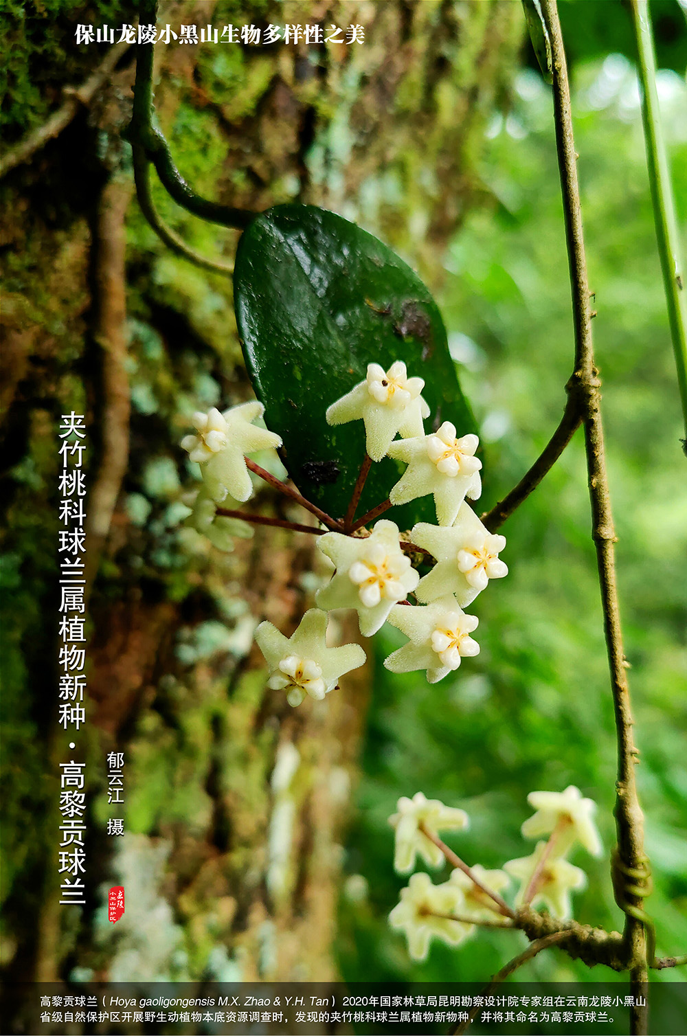 野生动植物本底资源调查时,发现了夹竹桃科球兰属植物新物种—&m