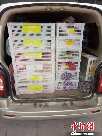 云南德宏边境管理支队查获野生蛇673条