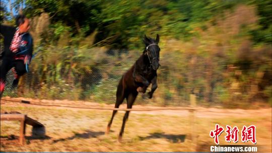 普洱一景区自主繁衍“汗血宝马”满周岁:身体健康茁壮成长