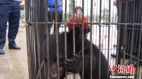 图为男子上交的小黑熊憨态可掬。绿春县森林公安局供图