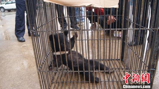 图为男子上交的小黑熊憨态可掬。绿春县森林公安局供图