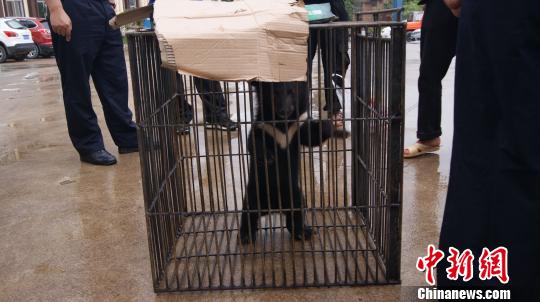 云南一男子捡回小黑熊喂养两月后上交森警