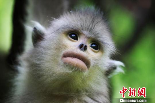 滇金丝猴。TNC提供