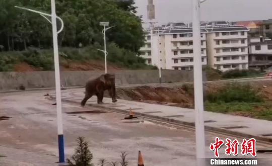 西双版纳:野象进县城“逛街”当地疏散附近居民