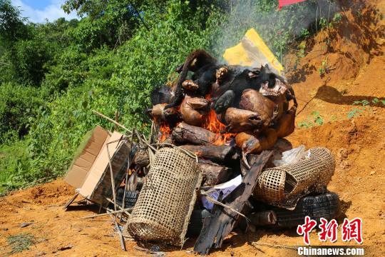 图为销毁野生动物死体及制品现场。 常宗波 摄