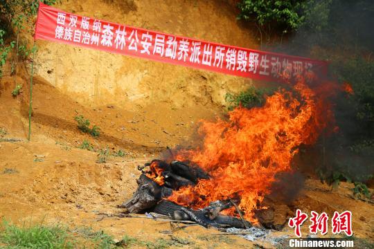 图为销毁野生动物死体及制品现场。 常宗波 摄