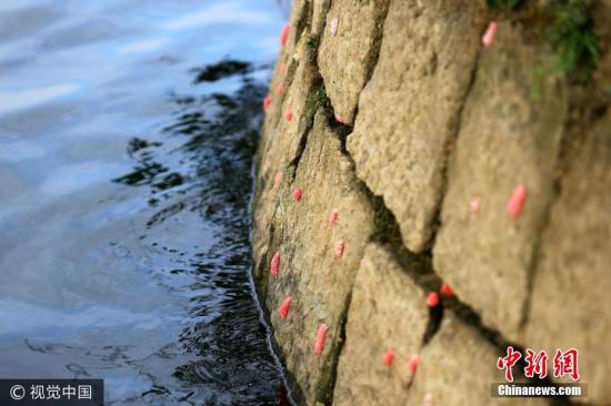 资料图:据了解,福寿螺俗称“大瓶螺”,原产于南美洲亚马逊河流域,属于外来物种,个体较淡水田螺大,喜欢生活在水质清新、饵料充足的淡水中,每年3~11月为福寿螺的繁殖季节,期间它们会大量产卵。 图片来源:视觉中国