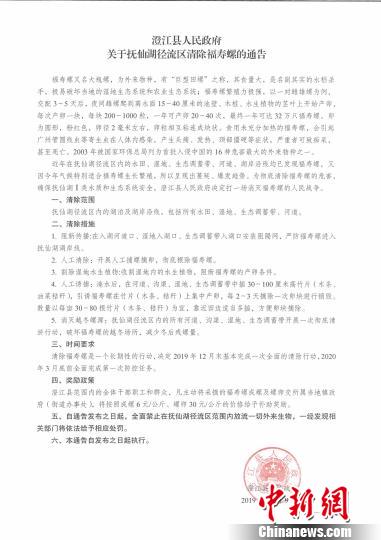 福寿螺呈爆发趋势云南抚仙湖打响消灭福寿螺“人民战争”