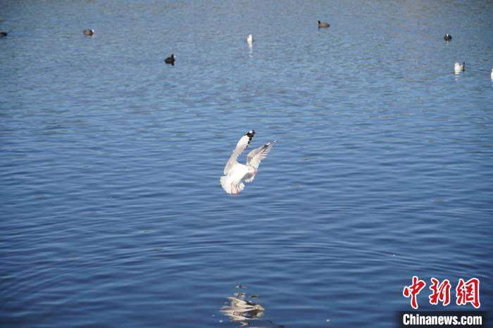 图为在丽江文笔水库栖息的候鸟 杜潇潇 摄