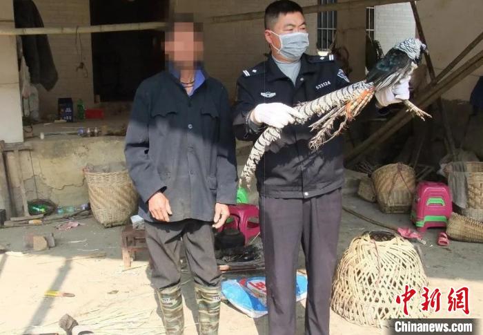 图为民警在村民家中查获被非法猎捕的白腹锦鸡。 文山州森林公安局供图