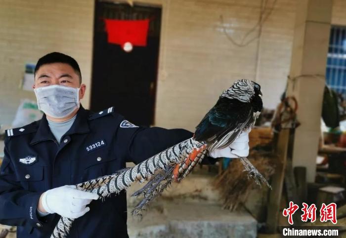 图为被非法猎捕的白腹锦鸡。 文山州森林公安局供图