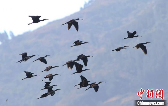 云南江川发现规模较大彩鹮种群曾被宣布在国内绝迹