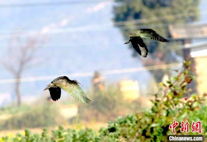 图为彩鹮种群现身云南江川。 玉溪市委宣传部供图 摄