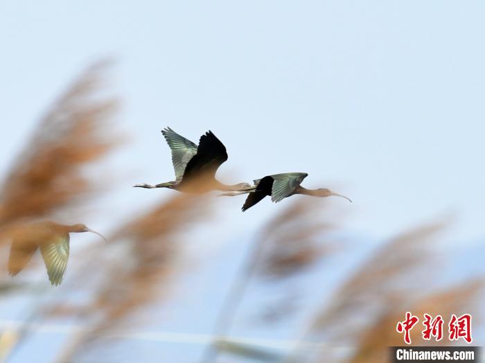 图为彩鹮种群现身云南江川。 玉溪市委宣传部供图 摄