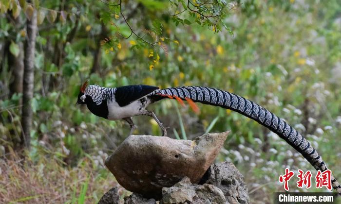 图为白腹锦鸡。 杨东明 摄