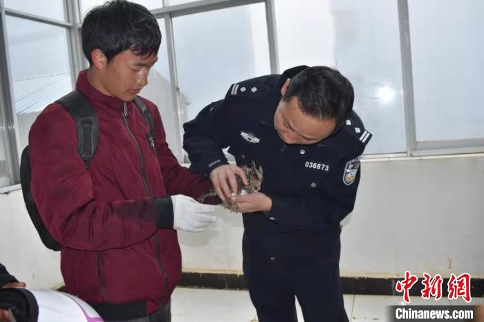 国家二级保护动物雕鸮受伤幸得警民送医救治