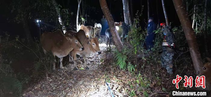 11头活体牛走私入境云南畹町边检站民警设伏拦截