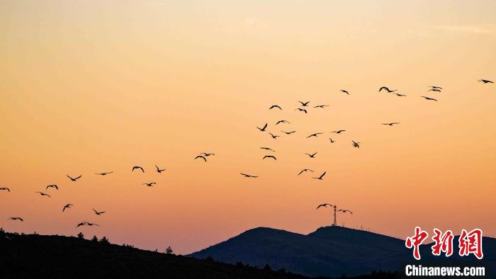 图为到寻甸越冬的黑颈鹤。寻甸黑颈鹤省级自然保护区管护局供图