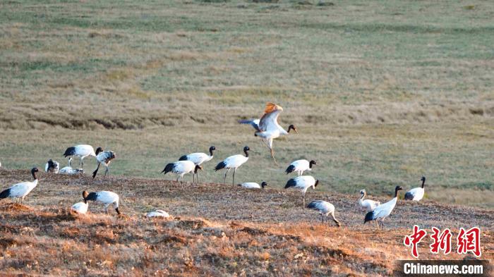 图为到寻甸越冬的黑颈鹤。寻甸黑颈鹤省级自然保护区管护局供图