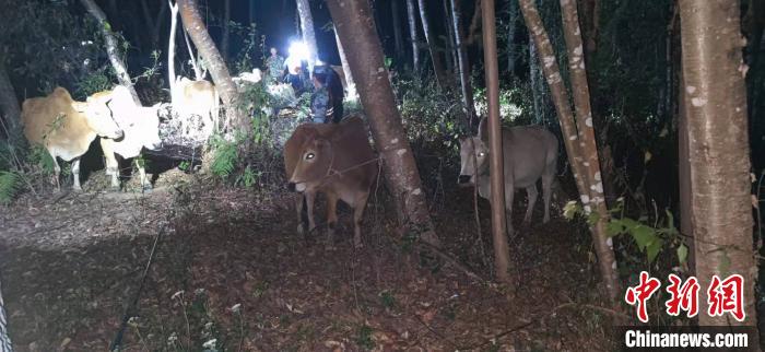 图为民警查获的走私活体牛。 杨佳林 摄