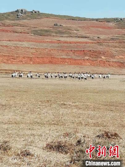 图为到寻甸越冬的黑颈鹤。寻甸黑颈鹤省级自然保护区管护局供图