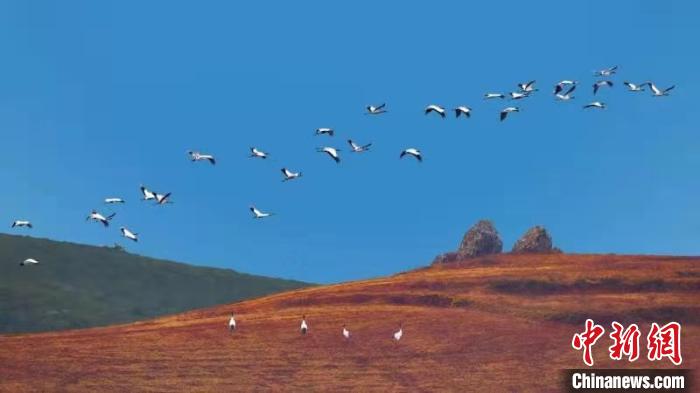 云南寻甸:越冬黑颈鹤数量逐年提升