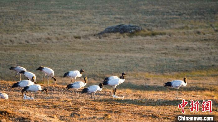 图为到寻甸越冬的黑颈鹤。寻甸黑颈鹤省级自然保护区管护局供图