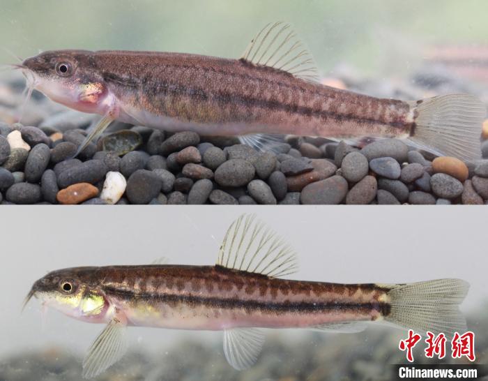 云南南涧发现鱼类新种——川河云南鳅