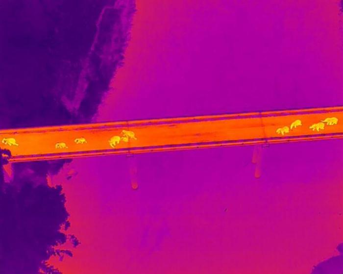 ϱȺȫɹѱ߽봫ͳֲ