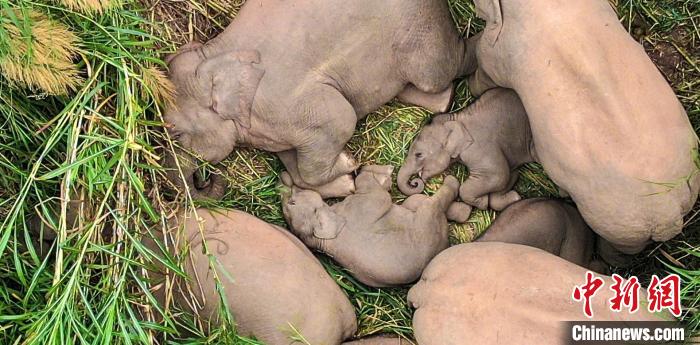 图为云南普洱江城县，正在午睡的象群。　杨国荣 摄